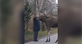Chcą zrobić zdjęcie, ryzykują zdrowiem, a nawet życiem. Park ostrzega przed łosiami