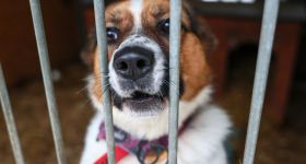 Warszawski plan ochrony zwierząt na 2026 rok: Większe nakłady na kastrację, czipowanie i nowoczesną opiekę