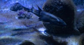 Warszawskie ZOO świętuje Dzień Rekinów i Płaszczek