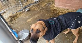 Nowy wybieg sensoryczny na Paluchu. Schronisko podpisuje umowę z PPL i odpiera zarzuty