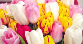 Wiosna w Wilanowie. XVI Wystawa Tulipanów już w ten weekend