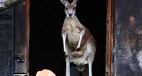 Wielki sukces hodowlany w warszawskim ZOO: stado kangurów rudych powiększyło się o pięć maluchów