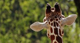 Jessie czy Auckley? Trwa głosowanie na Zwierzaka Października w Warszawskim ZOO