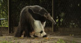 Wyjątkowy jubileusz w ogrodzie zoologicznym: Najstarszy mrówkojad świata kończy 30 lat