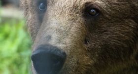 Warszawskie ZOO żegna niedźwiedzicę Sabinę
