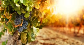 Najczęstsze błędy przy wyborze wina – jak ich unikać?