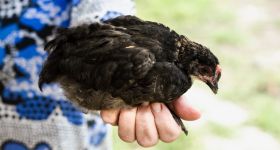 Ptasia grypa na Mazowszu. Potwierdzono ogniska w pięciu powiatach