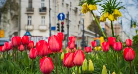 Wiosenna metamorfoza stolicy: Miliony kwiatów ozdabiają warszawskie ulice i parki