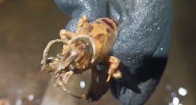 Sukces w walce z obcymi gatunkami w warszawskich akwenach: Koziorożec i Jeziorko Czerniakowskie odzyskują równowagę