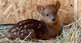 Sancho, Sasanka i Sernik: Warszawskie ZOO podsumowało wyniki popularnych plebiscytów na imiona młodych zwierząt