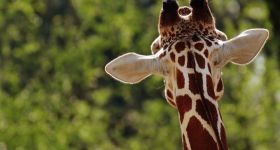 Które zwierzę zostanie Zwierzakiem Roku Warszawskiego ZOO?