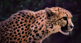 Gepardzica Lava zwierzakiem listopada - warszawskie ZOO ogłasza wyniki plebiscytu